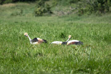 crowned crane on a green lawn in natural conditions in a national park in Kenya