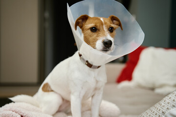 Dog wearing medical plastic collar sitting on sofa in living room. Rehabilitation after medical...