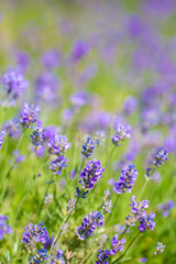 Spring lavender flowers under sunlight. Lilac flowers close up. Beautiful landscape of nature with a panoramic view. Hi spring. long banner