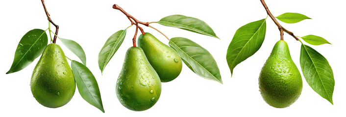 Set of branches of delicious ripe avocados, cut out
