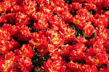 Beautiful red flowers tulips in nature