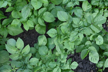 potato bushes, green young leaves potato close-up, leaf veins, stems of a nightshade plant, against the background of black soil, background, organic vegetable garden - obrazy, fototapety, plakaty