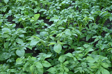 potato bushes, green young leaves potato close-up, leaf veins, stems of a nightshade plant, against the background of black soil, background, organic vegetable garden