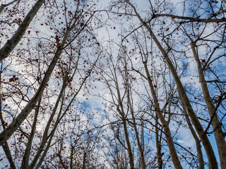 Cielo con la unión de las copos de los arboles plataneros, Bañolas, Cataluña