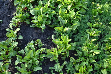 green red beet leaves in the vegetable garden, young rows of chard, rows of fresh vegetables, growing vegetables on the ground in the vegetable garden 