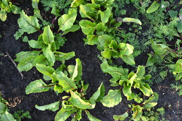 green red beet leaves in the vegetable garden, young rows of chard, rows of fresh vegetables, growing vegetables on the ground in the vegetable garden 