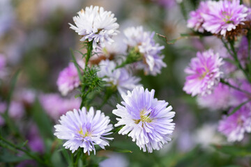 Purple and pink Margaret flowers blooming in the sunlight in the morning natural seasons