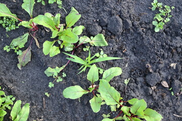 young green spring zalen photo from above organic vegetable garden, young leaves of beetroot, dill, lettuce, ligold, healthy eating concept 