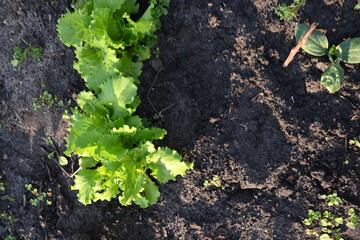 young green spring zalen photo from above organic vegetable garden, young leaves of beetroot, dill, lettuce, ligold, healthy eating concept 