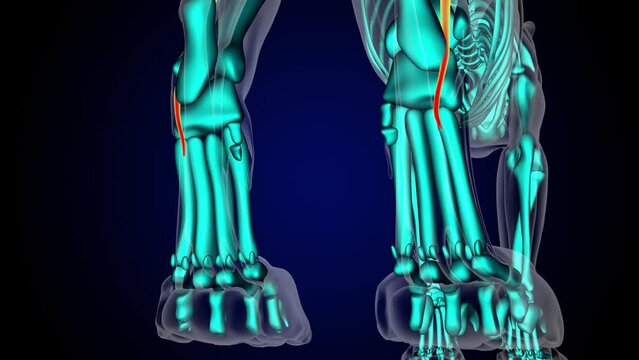 Peroneus brevis muscle lion muscle anatomy for medical concept 3D rendering