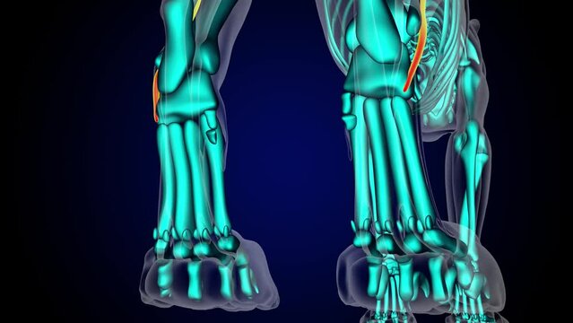 Peroneus longus muscle lion muscle anatomy for medical concept 3D rendering