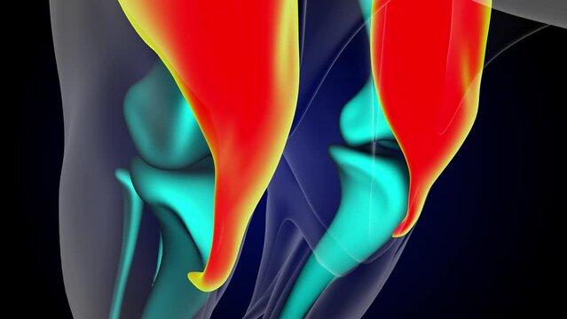 Quadriceps muscle lion muscle anatomy for medical concept 3D rendering