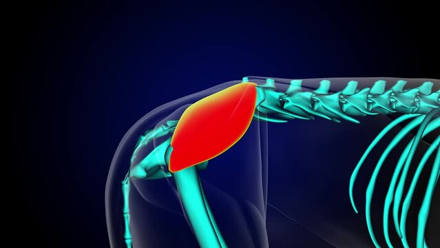 Gluteus medius muscle lion muscle anatomy for medical concept 3D rendering