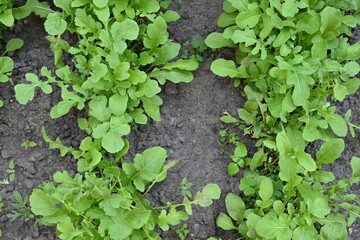 overhead view of rows of green rucola, growing rucola in a vegetable garden on black soil 
