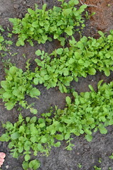 overhead view of rows of green rucola, growing rucola in a vegetable garden on black soil 