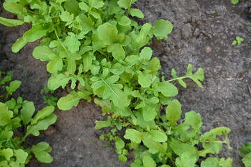 overhead view of rows of green rucola, growing rucola in a vegetable garden on black soil 
