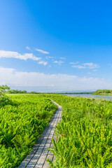 大自然の香り　サロベツ原野を望む
