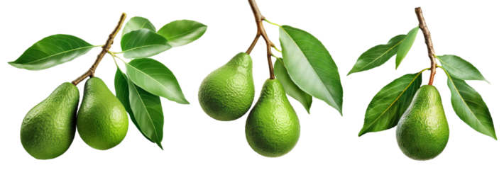 Set of branches of delicious ripe avocados, cut out