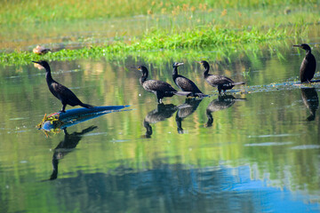 great cormorant, little cormorant bird nature close up view