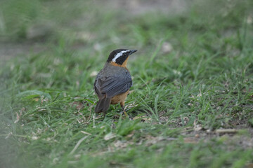 White-browed redstart on a tree near a nest in natural conditions in a national park in Kenya