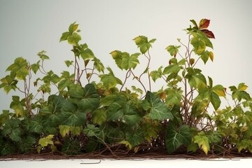 Vine plants with clear background, 3D rendering. Generative AI