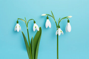 snowdrops flowers on a spring floral background, card with space for text, copy space, blank