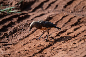 Grackle - bright bird in natural conditions in a national park in Kenya