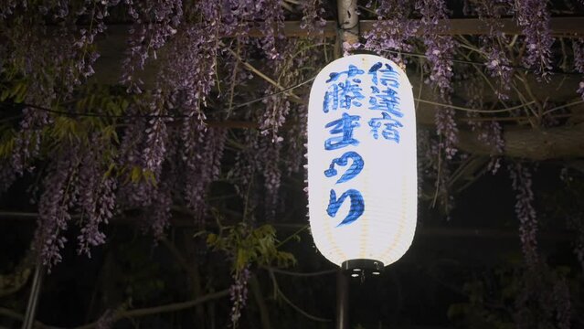 Spring flowers in bloom at night in Sennan City, Osaka, Japan. Wisteria flowers in bloon in Osaka prefecture. Suburban neighborhood alongside Kumano Kaido in spring, Seasonal flowers in full bloom.
