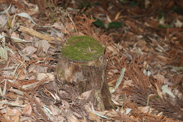 Stumps and fallen leaves