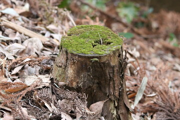 Stump with green moss and a small hole