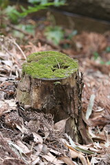 Green moss shining amidst dead leaves