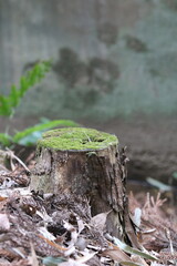 Obraz premium Rotting stump with green moss