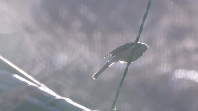 추운 날씨에 전기줄에 앉은 새 입에서 하얀 입 김이 나오는 