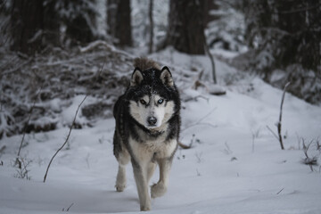 Husky dog ​​runs in the forest in nature in winter.