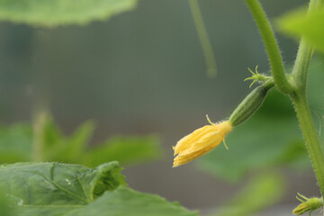 Cucumbers gherkins in the formation stage.