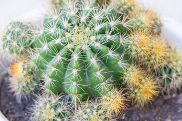 Cactus in a pot, close-up, selective focus.