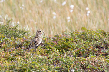 European golden plover stands among the swamp