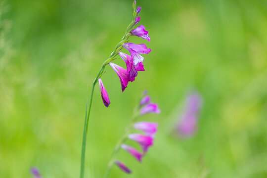 Blooming Gladiolus tenuis on green background