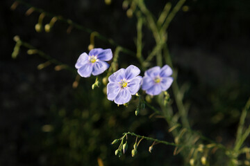 Obraz premium blue flowers of flax lit with the bright summer sun close up