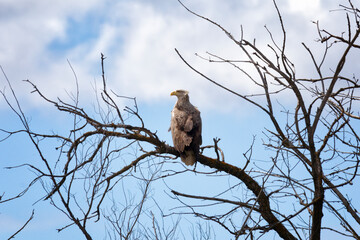 White-tailed eagle sits on a tree against the sky