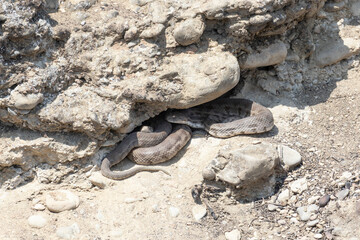 The snake Macrovipera lebetina lies curled up  under a stone