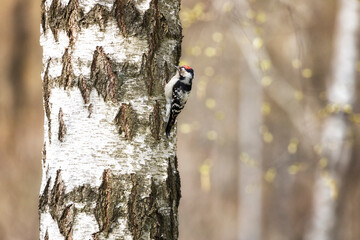 Lesser spotted woodpecker sitting on a birch trunk