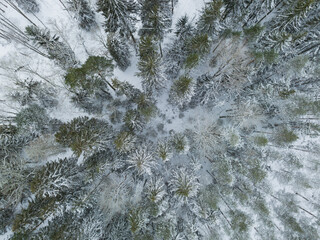 Estonian nature, photo texture of a winter spruce forest, drone photography.