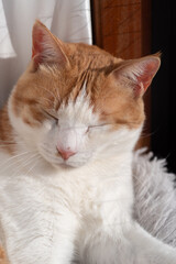 眠る猫の顔　茶トラ白