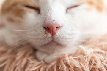 眠る猫の顔　茶トラ白