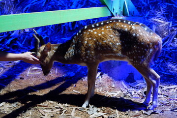 deer in the zoo. Animal in the zoo