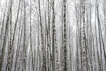 Foto op Plexiglas Birch grove after a snowfall on a winter day. Birch branches covered with stuck snow. © Eugene_Photo