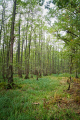 View into a deciduous forest with grass-covered forest floor. From a nature park