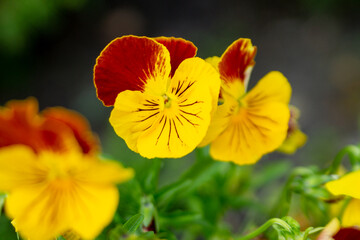 Various colorful pansies in the summer garden