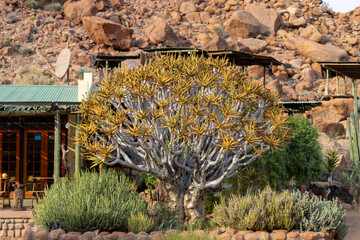Quiver tree in a rocky landscape with a rural structure in the background